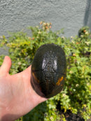 Red Cheeked Mud Turtle Adult Trio
