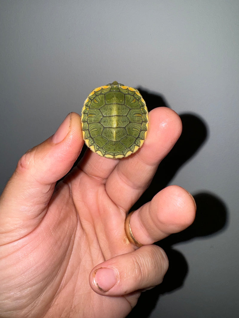 Genetic Pastel Red Eared Slider Turtle 2024