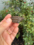 Alligator Snapping Turtle X Common Snapping Turtle