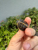 Pastel  Southern Painted Turtle 2026