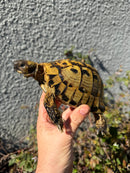 Eastern Hermann's Tortoise Adult Male