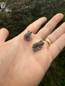 Eastern Spadefoot Toad CB Babies (Scaphiopus holbrookii)