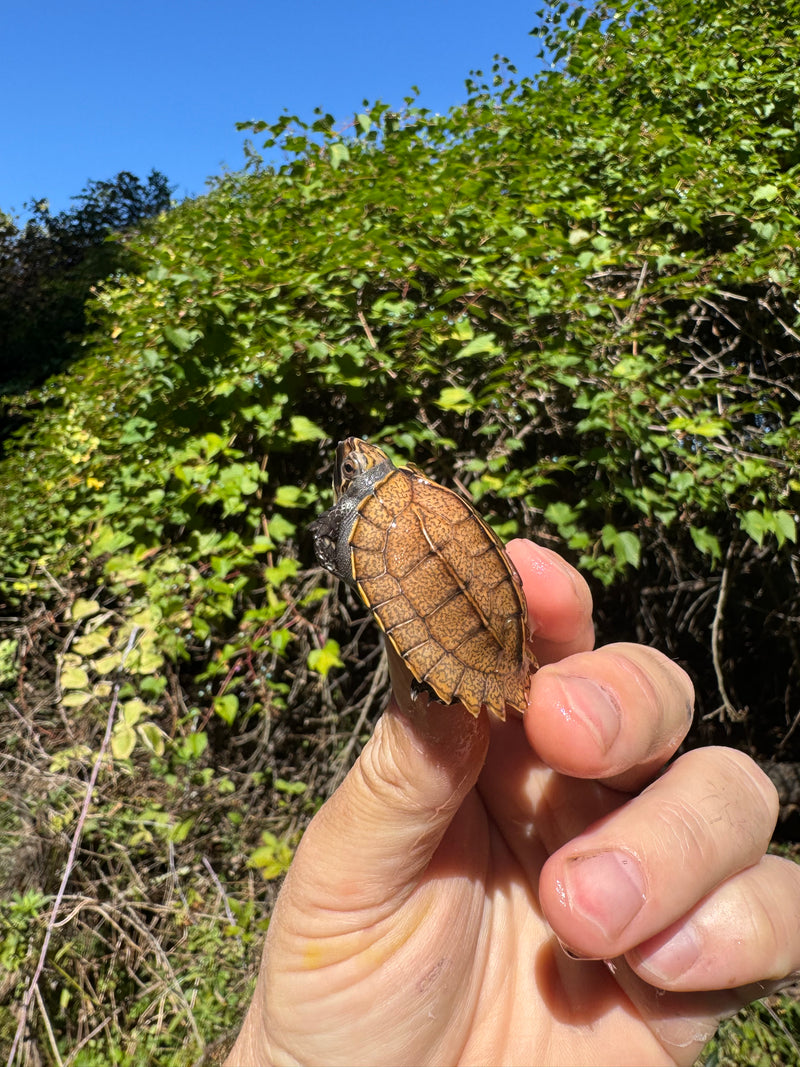 Keeled Box Turtle Baby 2025