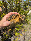 Libyan Greek Tortoise Adult Male