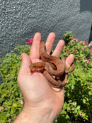 Red Salt Marsh Water Snake Adult Female