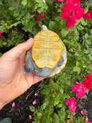 Adult Northern Diamondback Terrapin Male