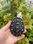 Ornate Diamondback Terrapin Female