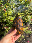 Hypo Yellow Scorpion Mud Turtle Adult Pair