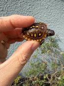 Hi Color Eastern Box Turtle Baby