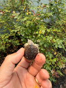 Hypomelanistic Common Snapping Turtle 2026