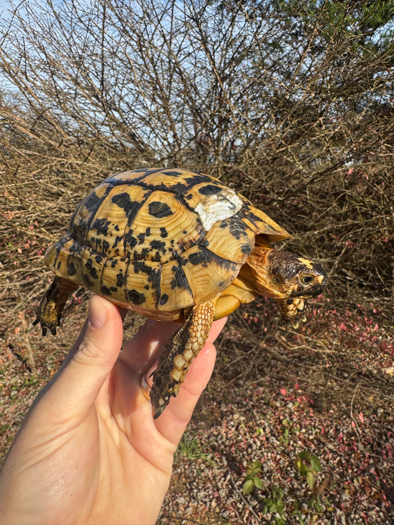 Libyan Greek Tortoise Adult Male