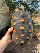 Barbados Red Foot Tortoise Adult Pair (Chelonoidis carbonaria)