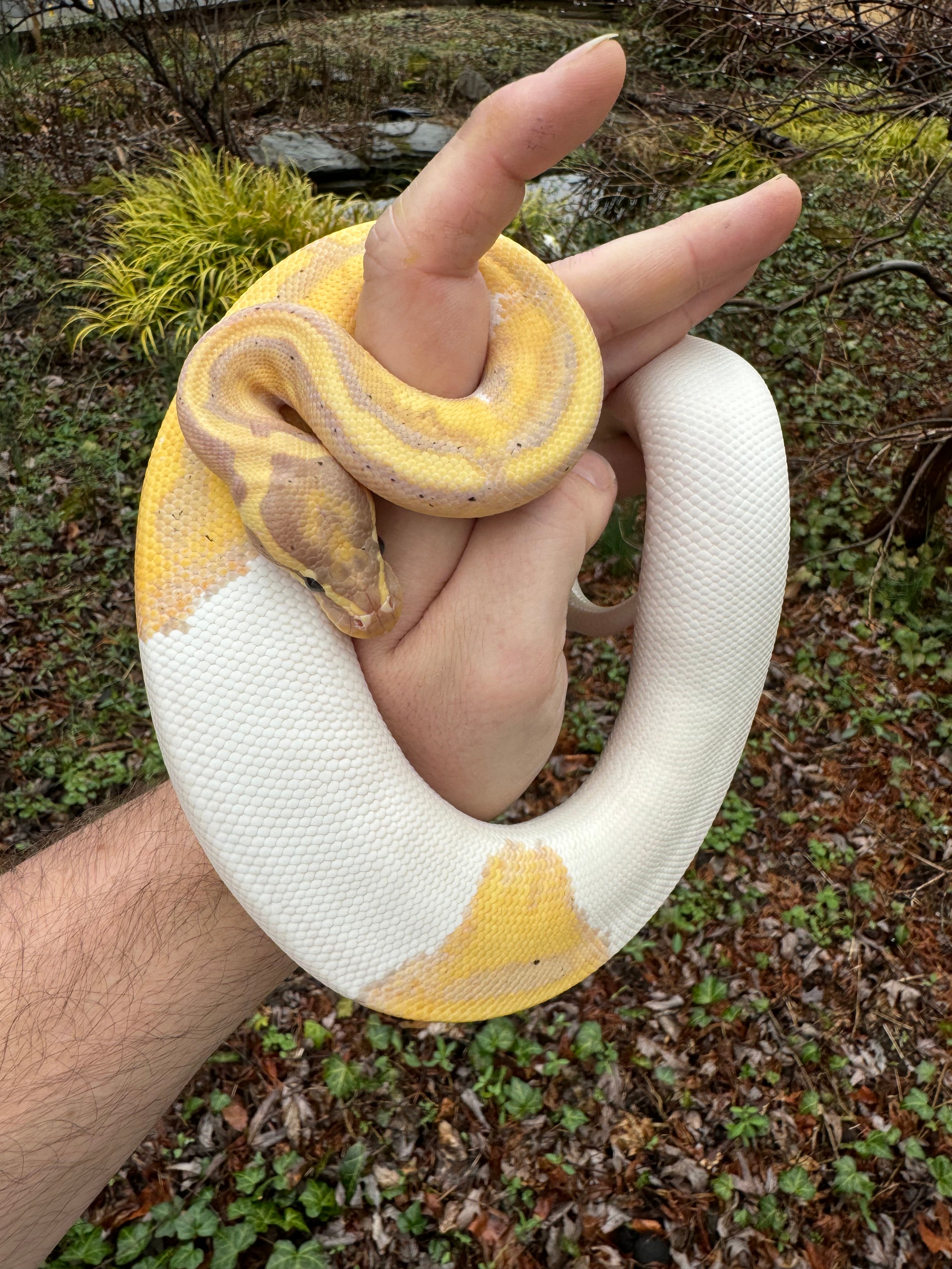 Royal Python Outlines Fully Grown Royal Python