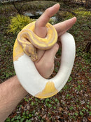 Hi White Banana Pied Ball Python Adult Female