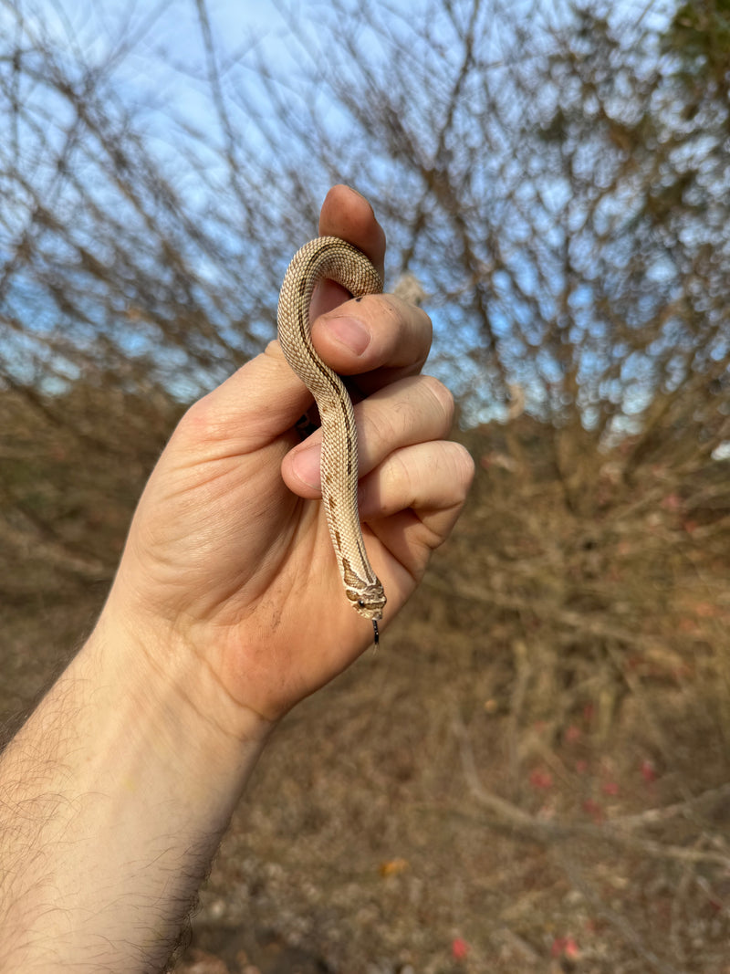 Superconda Western Hognose Snake Female