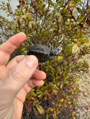 Hi White Concentric Diamondback Terrapin 2025