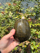Sicilian Pond Turtle Adult Pair