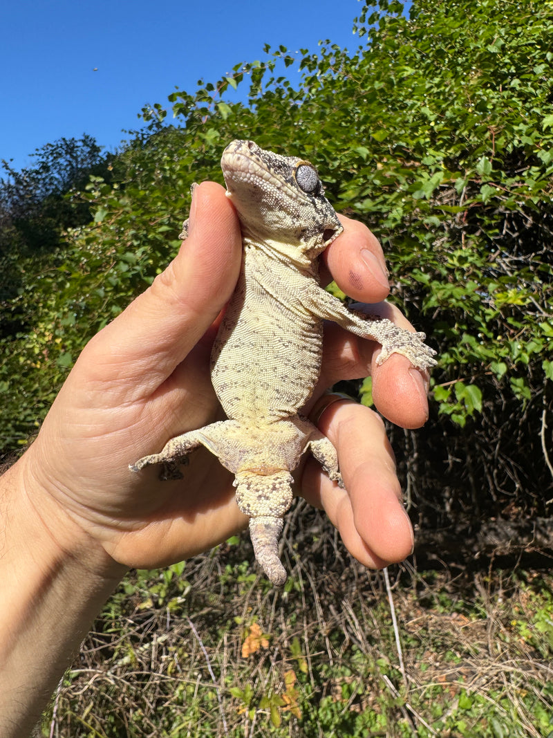 Gargoyle Gecko Adult Male