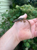 Giant Dalmatian Anole (Anolis sabanus)