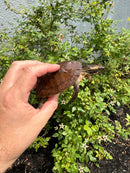 Flat Shell Turtle Juvenile Female 2025