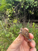 Hi Color Yellow Baby Eastern Box Turtle