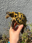 Eastern Hermann's Tortoise Adult Male