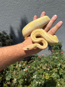 Banana Ball Python Mixed Morph Female
