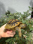 Eastern Hermann's Tortoise Adult Female