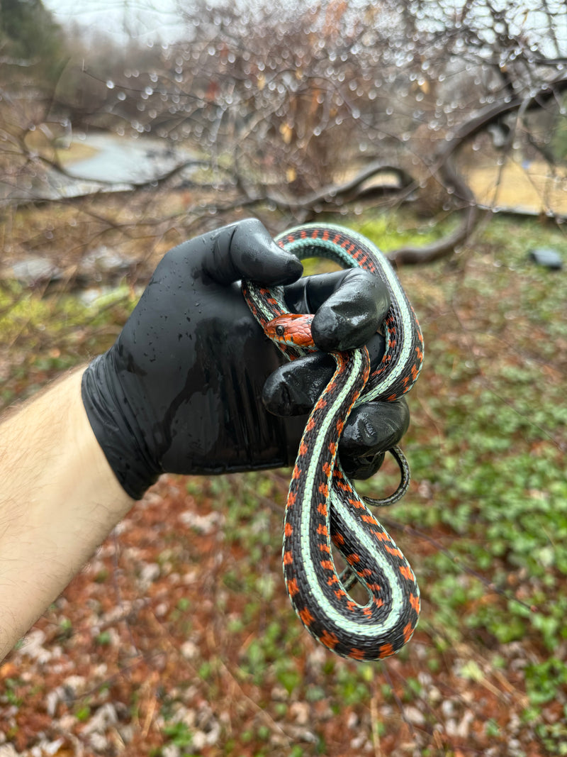 California Red-sided Garter Snake Adult Female