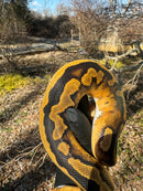Fire Low White Pied Ball Python Female