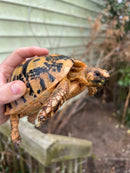 Jordanian Golden Greek Tortoise Female