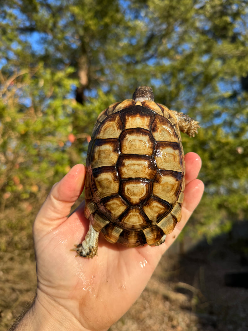 Marginated Tortoise Female