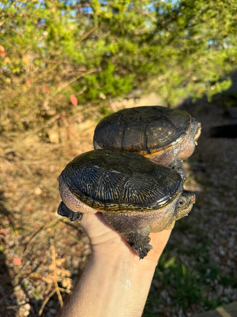 Vampire Musk Turtle Adult Pair