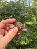 Hi Color Orange Baby Eastern Box Turtle