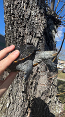 Adult Northern Diamondback Terrapin Female