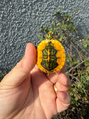 Supernova Golden Flame Florida Red Bellied Turtle