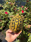 Eastern Hermann's Tortoise Adult Male