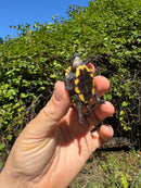 Keeled Box Turtle Baby 2025