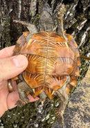 Spiny Hill Turtle CB 2024