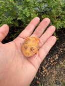 Mutant  Pacman Frog