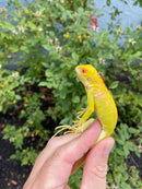 Crimson Red Albino Green Iguana 2026