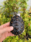 Ornate Diamondback Terrapin Male