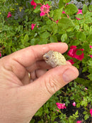 Albino Florida Snapping Turtle 2026