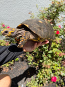 Red Foot Tortoise Adult Female