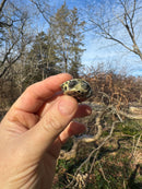 Pastel Reeves Turtle Baby 2025