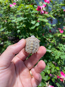 Albino Florida Snapping Turtle 2026