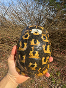 Libyan Greek Tortoise Adult Male