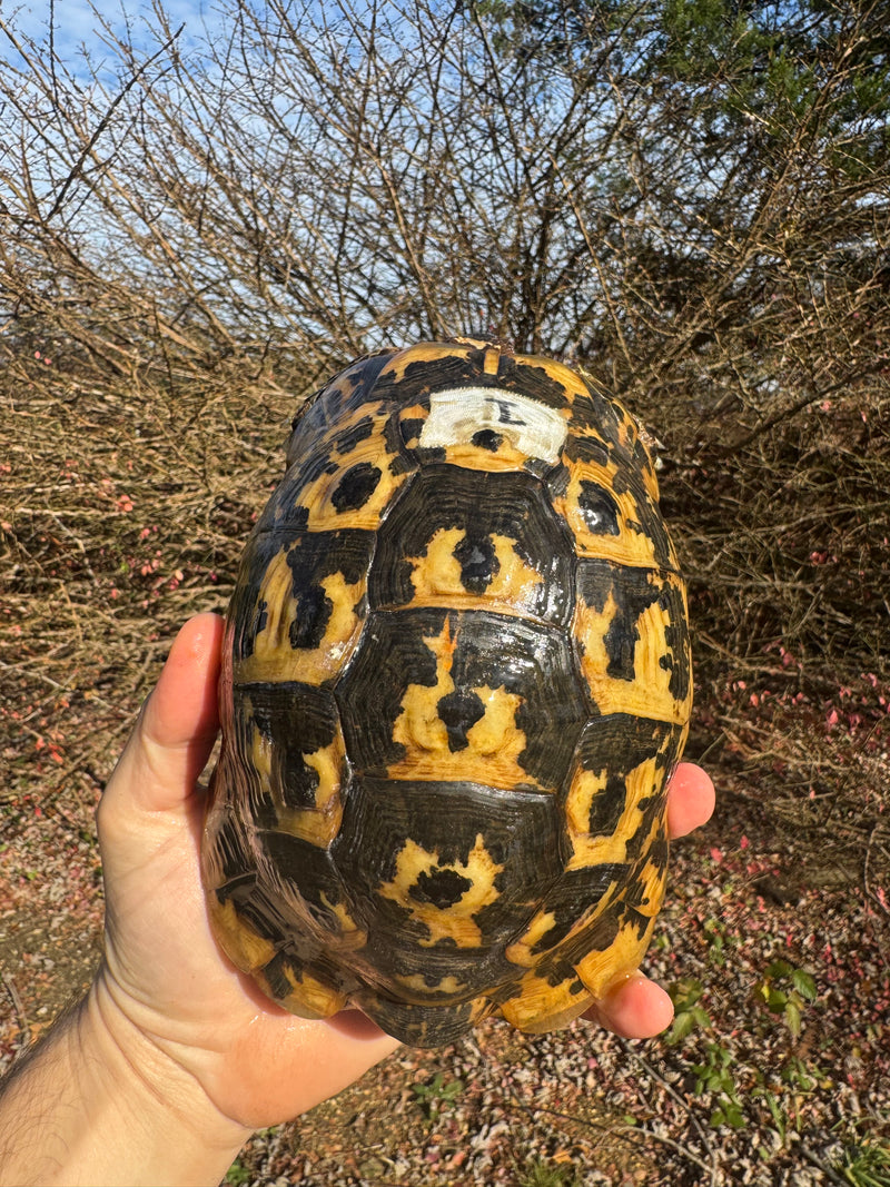 Libyan Greek Tortoise Adult Male