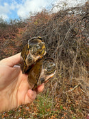 Stripe-necked Musk Turtle Adult Pair