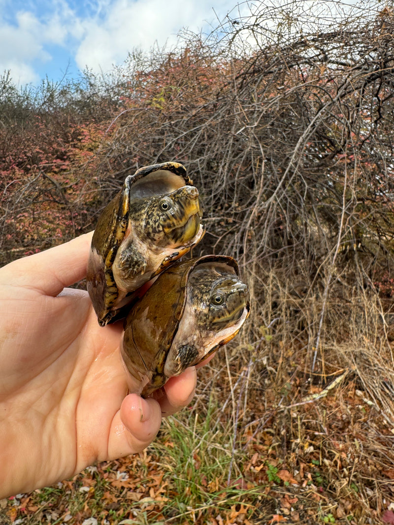 Stripe-necked Musk Turtle Adult Pair